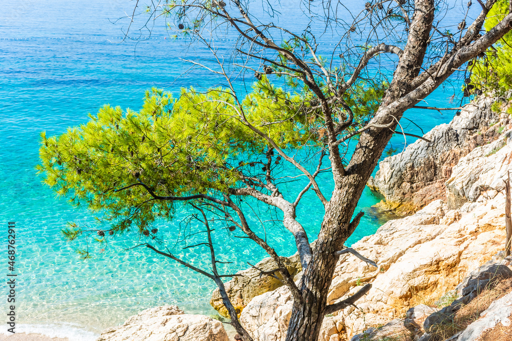 Tree framing the beautiful Jagodna Beach, Hvar Island, Croatia