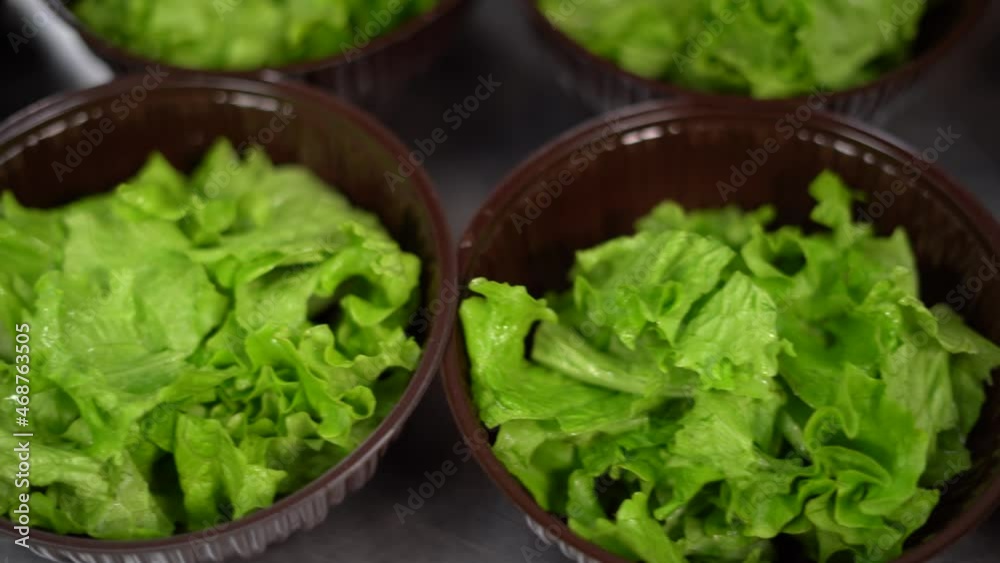 Cooking vegetarian food in the restaurant kitchen, female chef hands in gloves lay fresh green lettuce in salad bowls, close-up, preparation of ingredients. Cooking vegetarian food in the restaurant kitchen, female chef hands in gloves lay fresh green lettuce in salad bowls, close-up, preparation of ingredients.