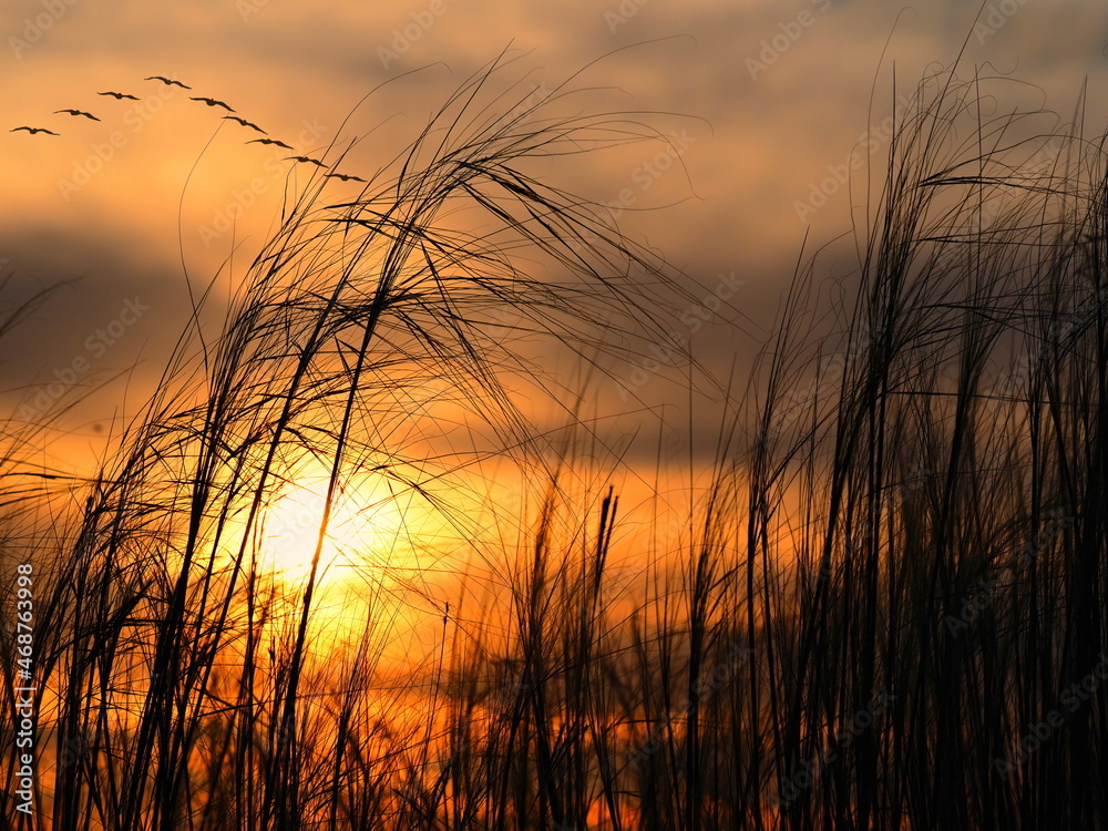 Beautiful sunset landscape with tall grass and birds on the colorful sky Beautiful sunset landscape with tall grass and birds on the colorful sky