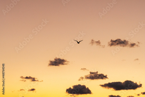 Shore bird flying over the coast at sunrise  © John McAdorey