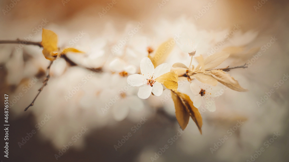 Beautiful fragrant white cherry blossoms with delicate petals bloom on the thin graceful branches of the tree on a sunny warm spring day. Nature in May.