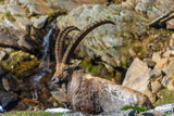 Alpine ibex in the mountains of Gran Paradiso National Park in Piedmont, Italy