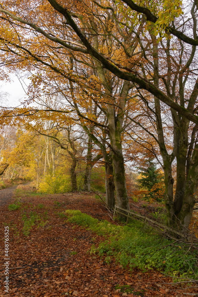 Colourful trees on the South Tyne trail in Northumberland, UK