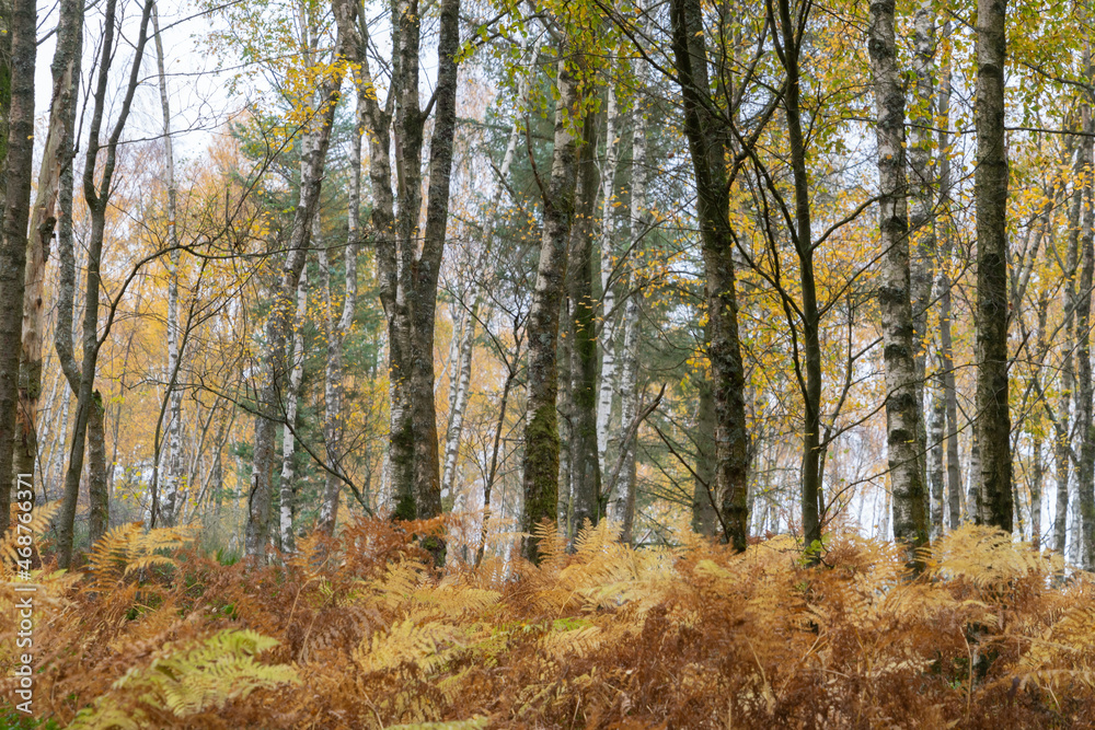 Colourful trees on the South Tyne trail in Northumberland, UK