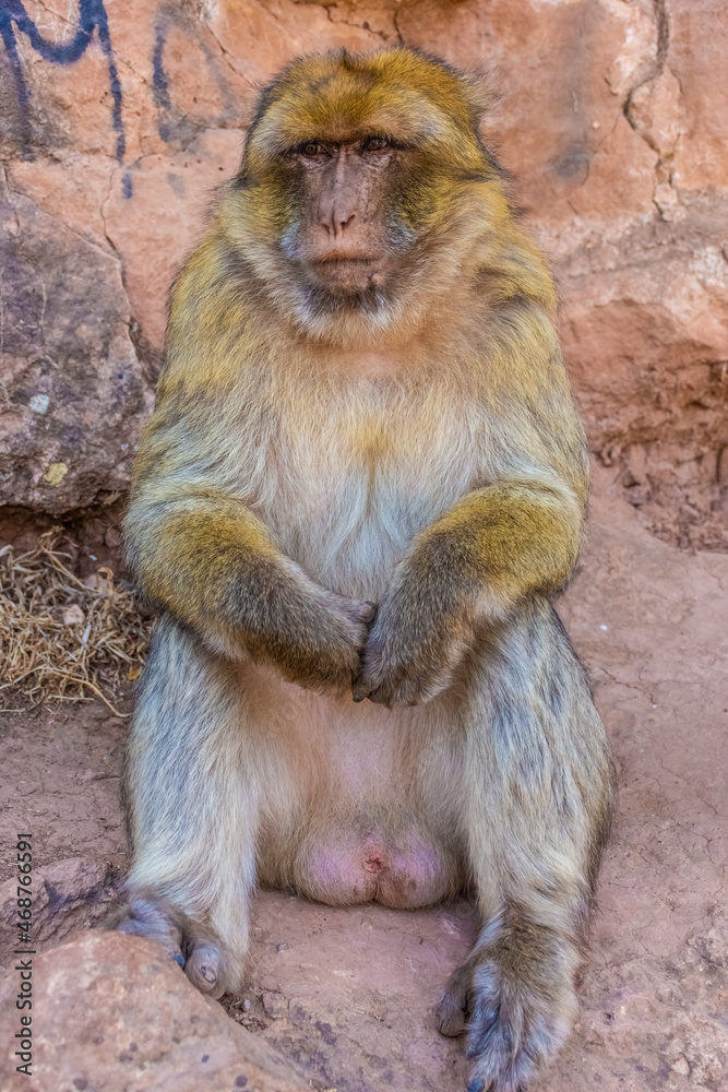 Wild barbary ape sitting and holding its own hands, Morocco