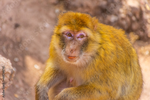 Wild Barbary Ape in Morocco