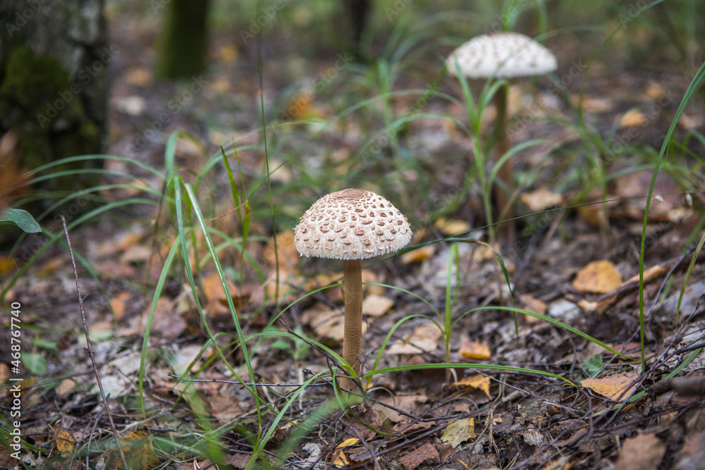 The white fungus Macrolepiota excoriata grows in a forest The white fungus Macrolepiota excoriata grows in a forest