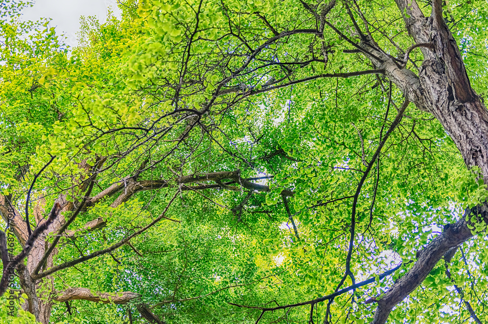 Beautiful forest with trees and green foliage Beautiful forest with trees and green foliage