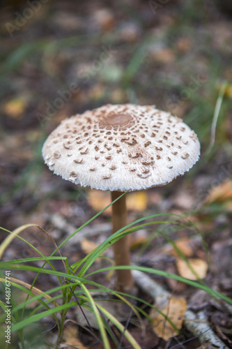 The white fungus Macrolepiota excoriata grows in a forest