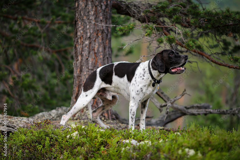 Dog english pointer