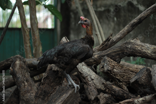 The black-feathered pelung chicken is perched on a pile of rotten logs photo