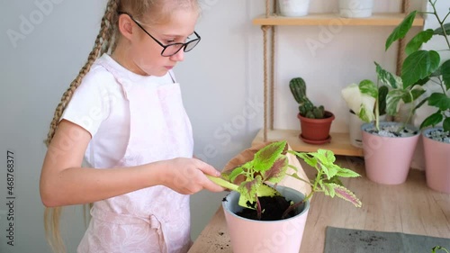 A teenage girl transplants a coleus flower, puts the soil with a scoop in a pot. Caring for housplants by a Caucasian girl 10-11 years old in an apron and glasses at home. Gardening, household chores. photo