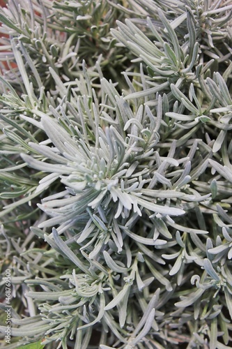 close up of rosemary plant