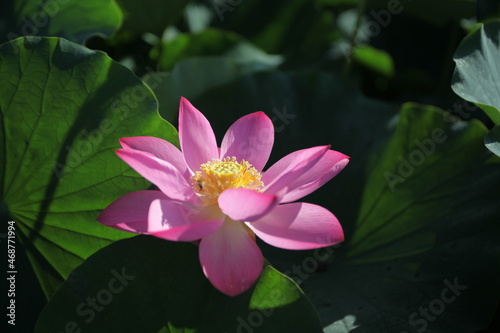 pink water lily