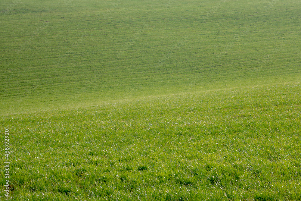 Selective focus grass on the slope field and curve, Green grass meadow on the hill with sunlight, Nature pattern background, Free copy space for your text.