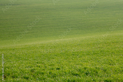 Selective focus grass on the slope field and curve, Green grass meadow on the hill with sunlight, Nature pattern background, Free copy space for your text.