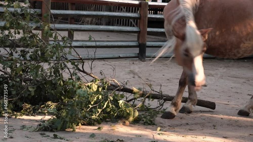 Beautiful horse eats green tree branches in the park