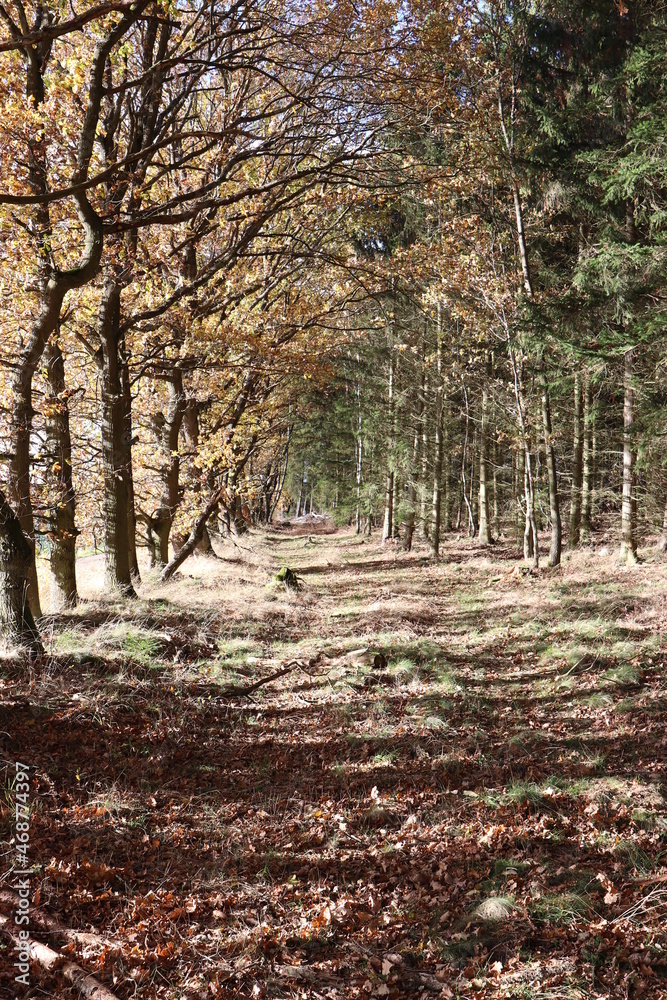 Dunkler Wald im Spätherbst. Waldweg. Dunkler Wald im Spätherbst. Waldweg.