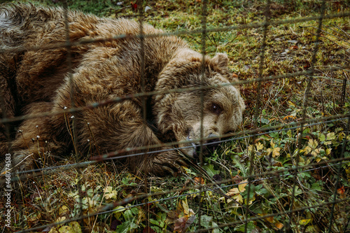 Brown bear at reservation park. Rehabilitation center for brown bears  National Natural Park Synevyr Ukraine.