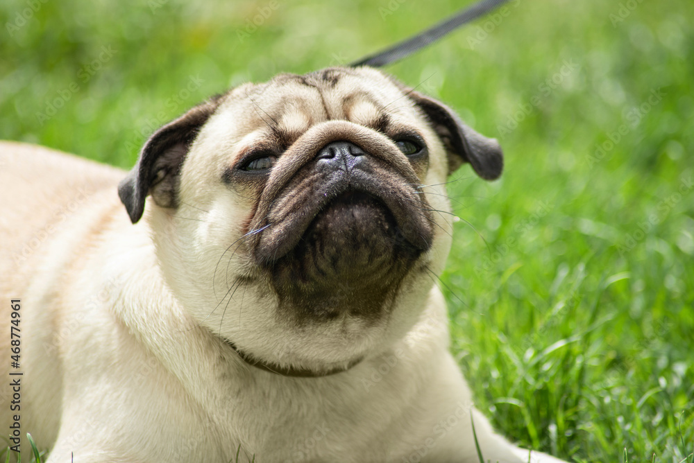 portrait of a beautiful young beige pug, close-up. the dog wants to sneeze