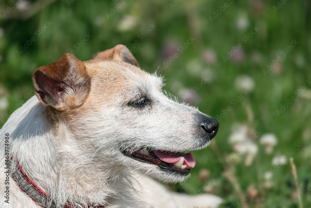 portrait in profile of a Jack Russell Terrier dog on vacation against a background of blurred green foliage. close-up portrait in profile of a Jack Russell Terrier dog on vacation against a background of blurred green foliage. close-up
