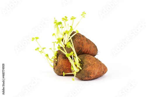 carrots contaminated with soil and sprouting from long storage isolated on white