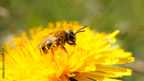 Honey bee on a flower collecting nectar. © Martin
