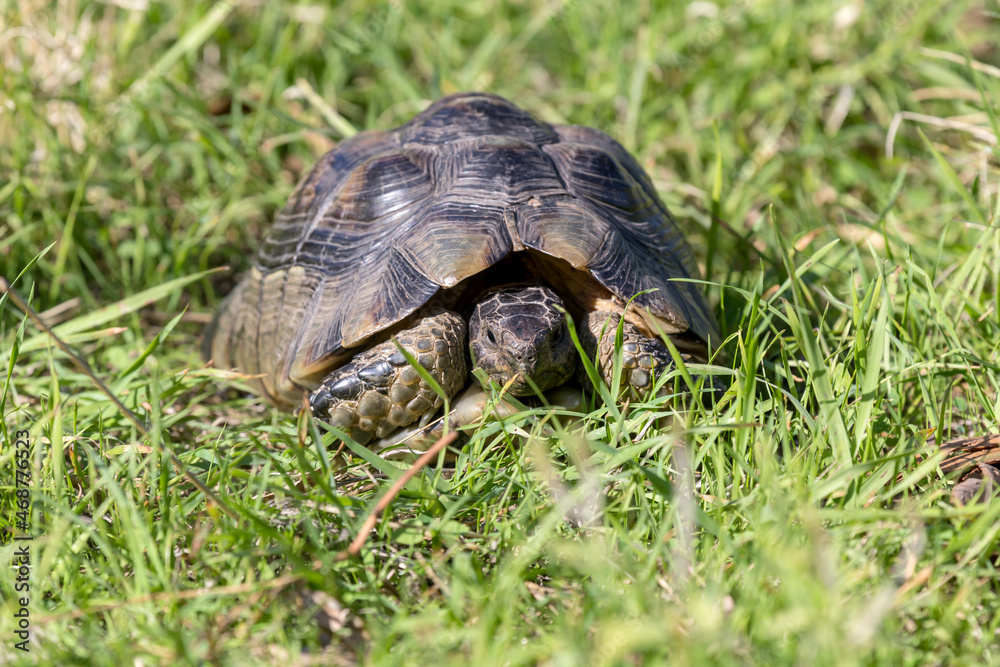The wild turtle sit in grass close-up The wild turtle sit in grass close-up