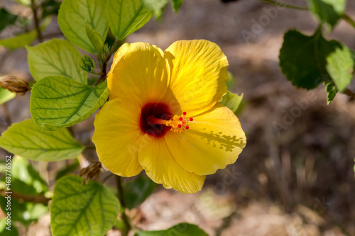 A large, yellow hibiscus flower (Hibiscus rosa-sinensis) grows in the garden close-up © TETYANA