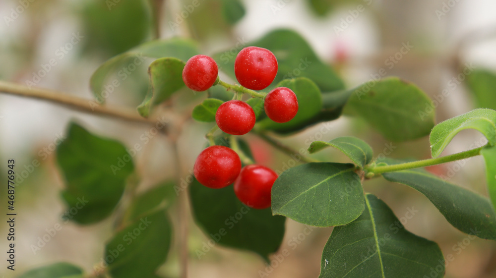 The small red fruits are beautiful on the plant The small red fruits are beautiful on the plant