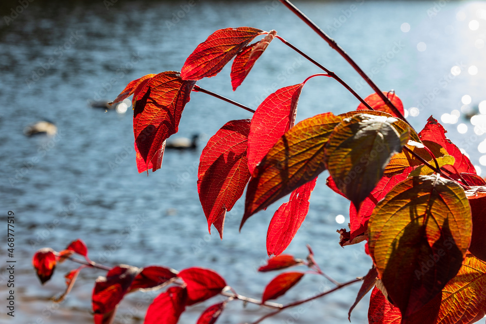 Red Snowball Red Japanese snowball (Viburnum plicatum f. tomentosum) leaves at late ...