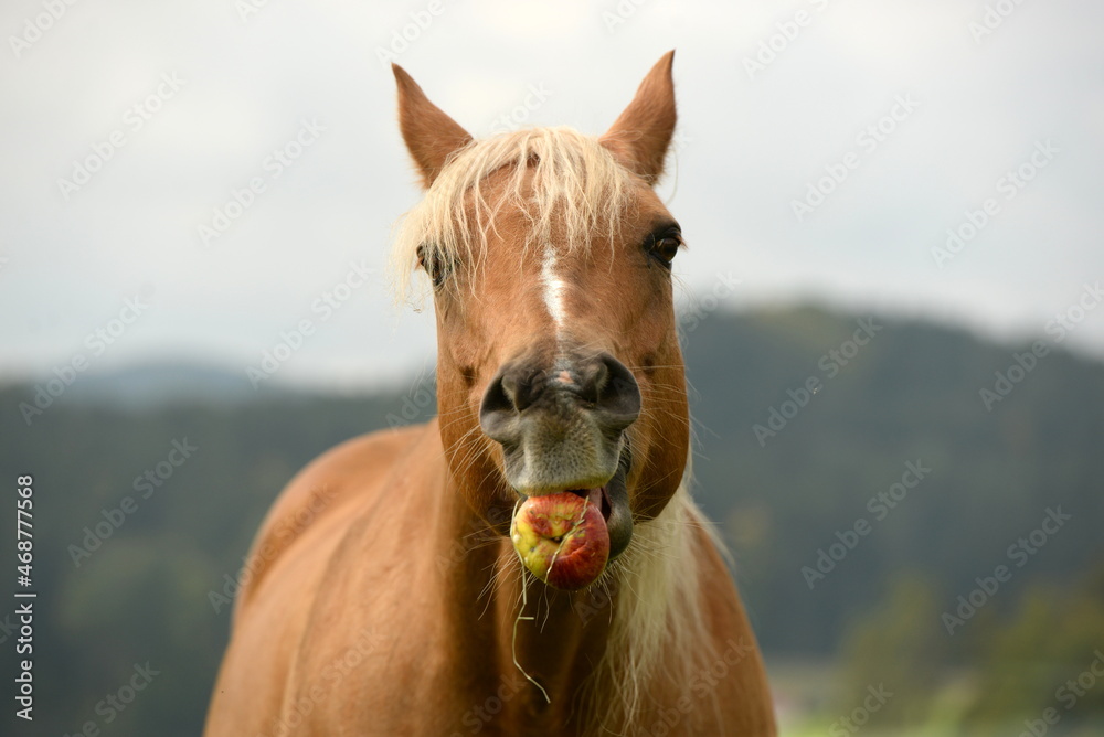 Fototapeta premium Traumpferd. Schönes goldenes Pferd im Portrait