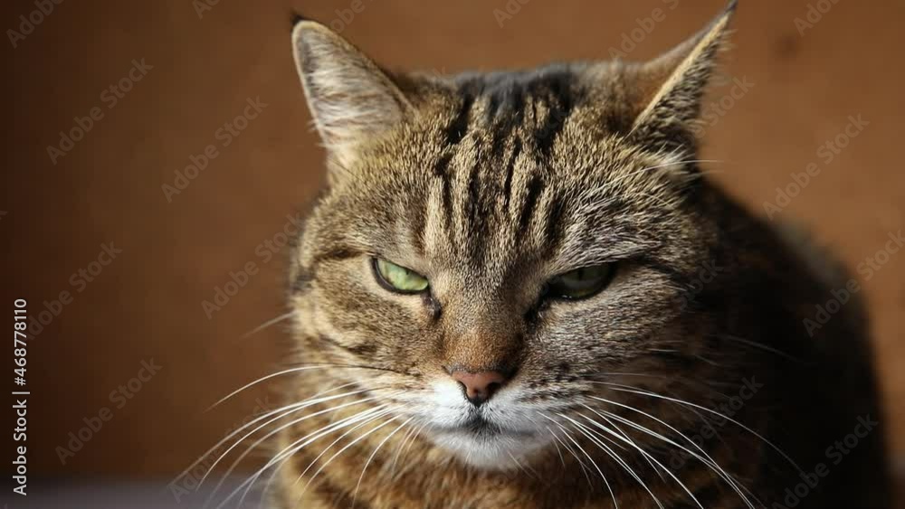 Funny portrait arrogant short-haired domestic tabby cat posing on dark brown background. Little kitten playing resting at home indoor. Pet care and animal life concept Funny portrait arrogant short-haired domestic tabby cat posing on dark brown background. Little kitten playing resting at home indoor. Pet care and animal life concept