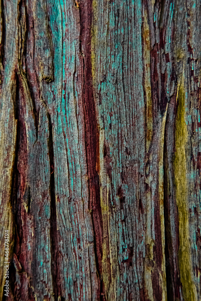 Obraz premium bark of a tree