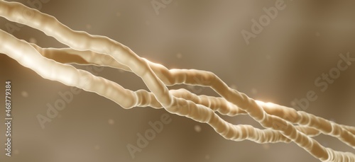 Collagen is a skin tissue molecule photo