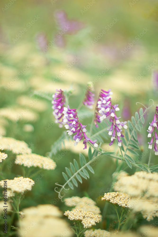 Obraz premium flowers in the garden