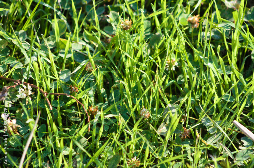 Obraz premium Green grass closeup view with selective focus on foreground