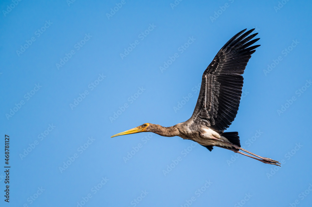 Obraz premium Juvenile painted stork in flight with a blue sky