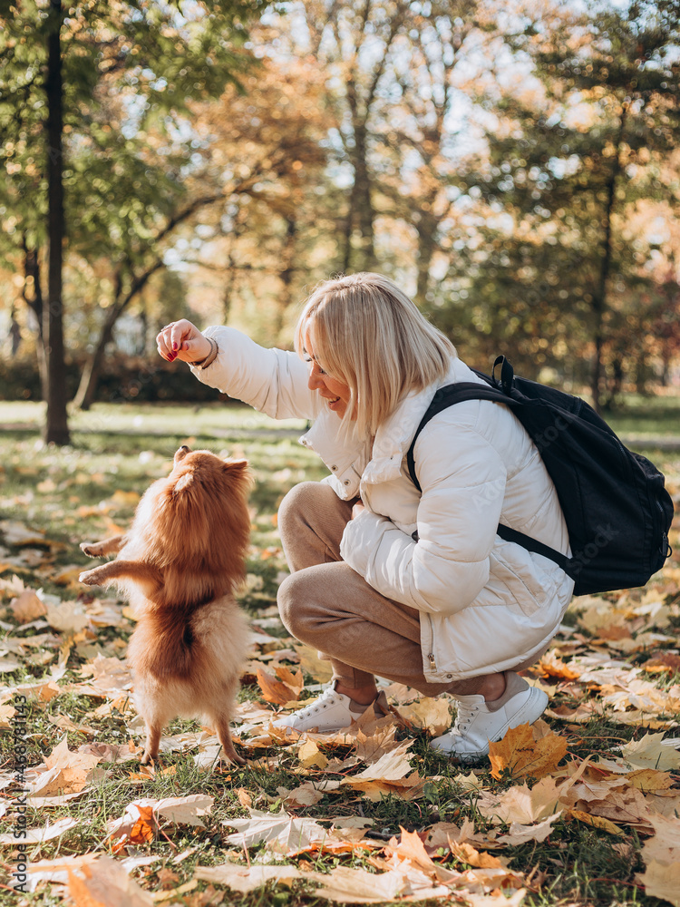 Fototapeta premium Beautiful young blonde woman playing with her dog in a park outdoors. Ginger pomeranian spitz in the golden autumn park on a sunny day. Caring for a pet