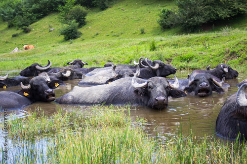 Water buffalo in Romania photo