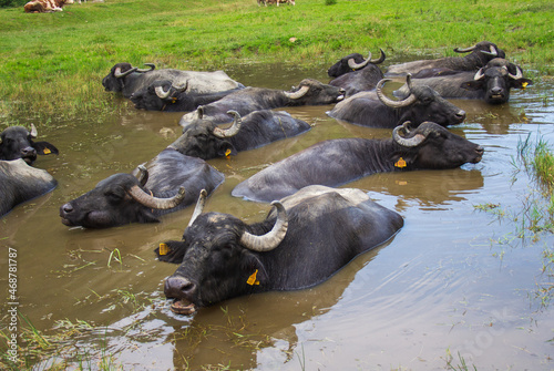 Water buffalo in Romania © Gerhard