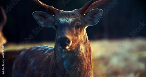 A large buck with large antlers looks directly into the camera. Close-up of a wild animal sika deer. Deer rut. Animal in its natural habitat.