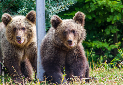 Wild bears on a road in Romania