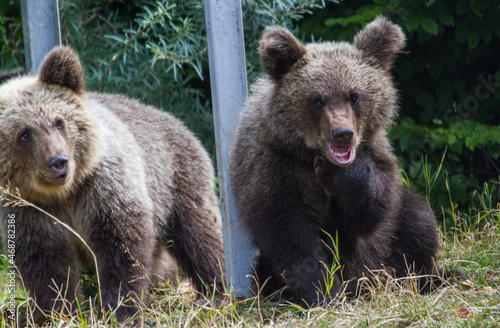 Wild bears on a road in Romania