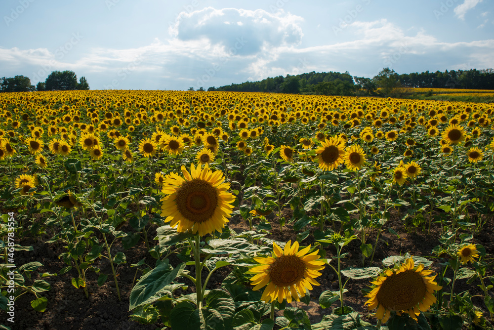 Obraz premium 青空のひまわり畑