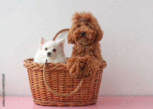 Two small dogs a white pomeranian and a red brown miniature poodle are sitting in a basket