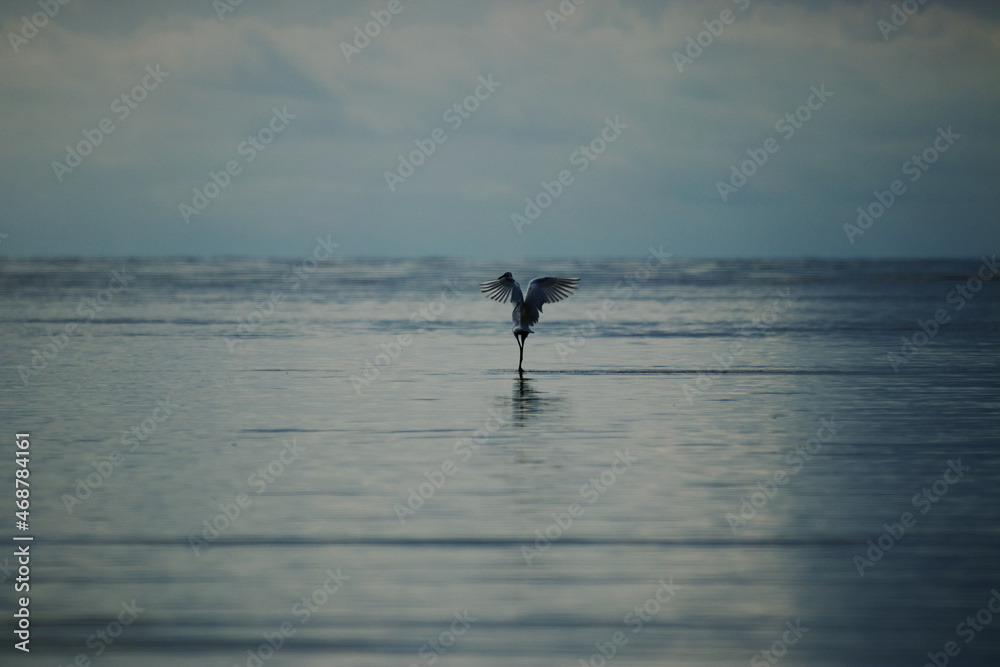 Little Egret bird stretching wings in the water - Egretta garzetta