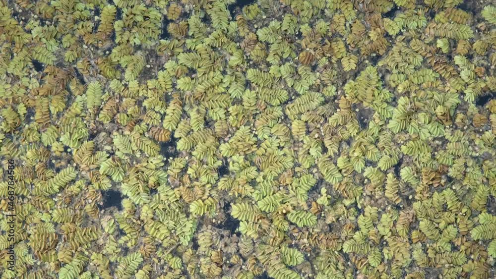 Floating Watermoss (Salvinia natans). Natural background. Camera moves downwards Floating Watermoss (Salvinia natans). Natural background. Camera moves downwards