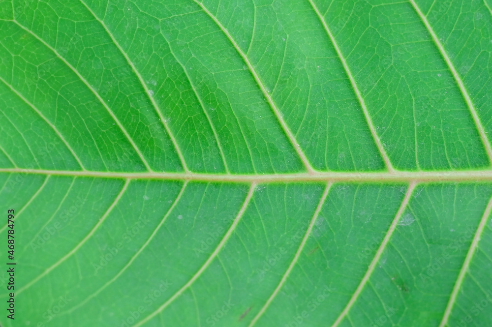 background texture green leaf structure macro photography