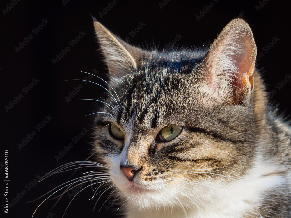 Close-up of a portrait of a cute red cat isolated on a dark background. A place to copy. A relaxed three-haired (tricolor) domestic cat. Pets